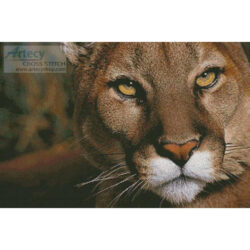 Mountain Lion Portrait (Doug Berry - Corbis)