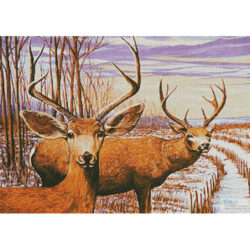 Mule Deer in a Cornfield (Mike Bennett)