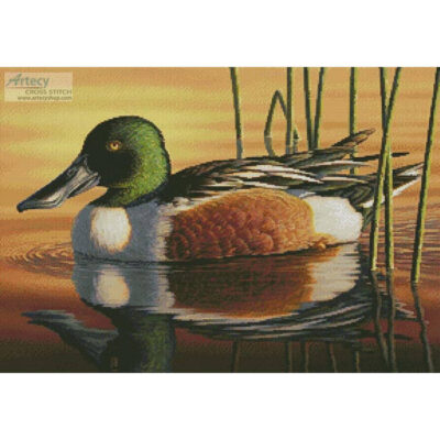 Northern Shoveler (Kim Norlien)