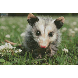 Opossum Joey (Edward B - Fotolia)