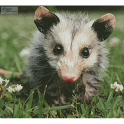 Opossum Joey (Crop) (Edward B - Fotolia)