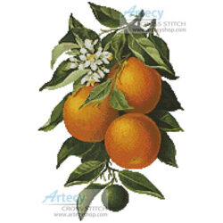 Oranges (L Prang & Co)