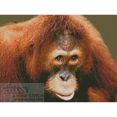 Orangutan