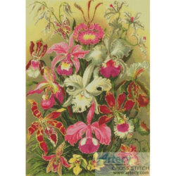 Orchids