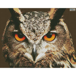 Owl Close Up (Chracker Heller)