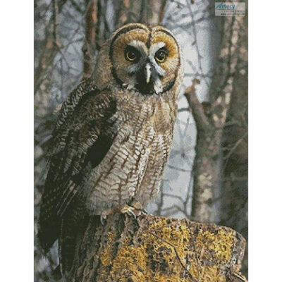 Owl Photo (Georg Wietschorke)