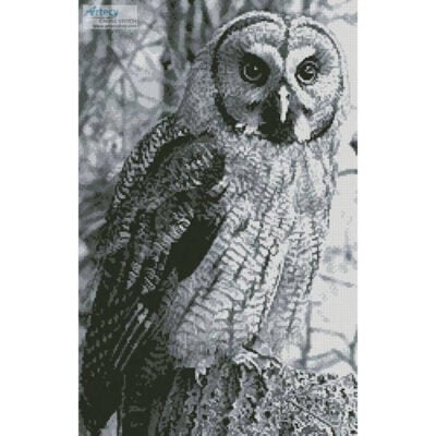 Owl Photo Black and White (Georg Wietschorke)