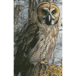 Owl Photo Black and White (Crop) (Georg Wietschorke)