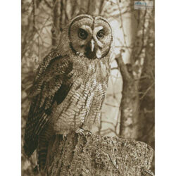 Owl Photo Sepia (Georg Wietschorke)