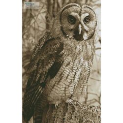 Owl Photo Sepia (Crop) (Georg Wietschorke)