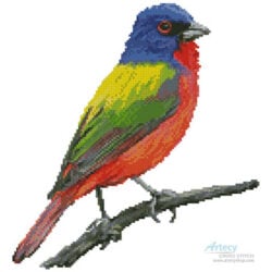 Painted Bunting (Claire Harkness)