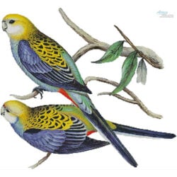 Pale Headed Rosella (John Gould)