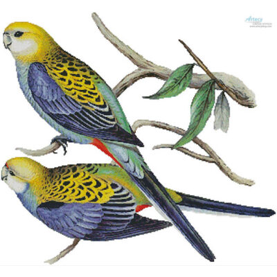 Pale Headed Rosella (John Gould)