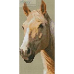 Palomino Horse (Catnap72 - Getty Images)