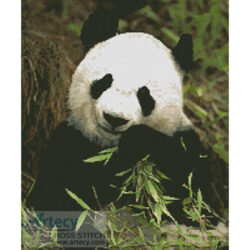 Panda 2 (www.photos.com)