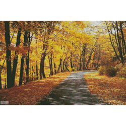 Path Through Autumn Trees (Large) (Scott Barrow - Corbis)