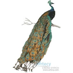 Peacock 2