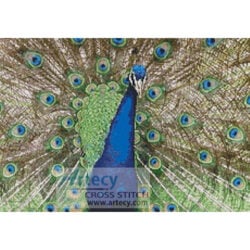 Peacock Feather (Laura Zollar)