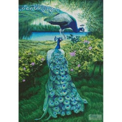 Peacocks (Larry Taugher)