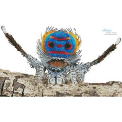 Peacock Spider (Jurgen Otto)