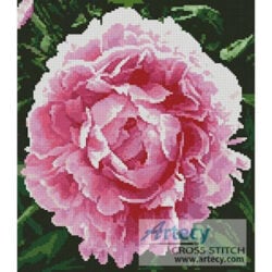 Peonie