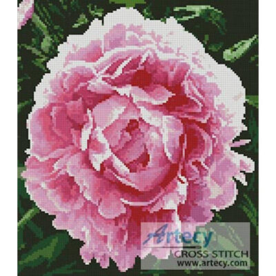 Peonie