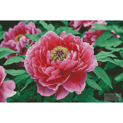 Peony (Amana Images - Corbis)