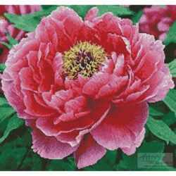 Peony (Crop) (Amana Images - Corbis)