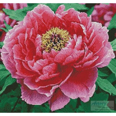 Peony (Crop) (Amana Images - Corbis)