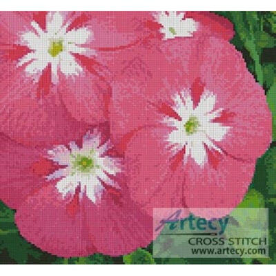 Phlox (LadyofOz)