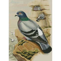 Pigeon (John Gould)