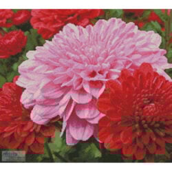 Pink and Red Chrysanthemums (Public Domain Pictures - Pixabay)