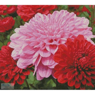 Pink and Red Chrysanthemums (Public Domain Pictures - Pixabay)