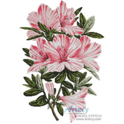 Pink Azaleas