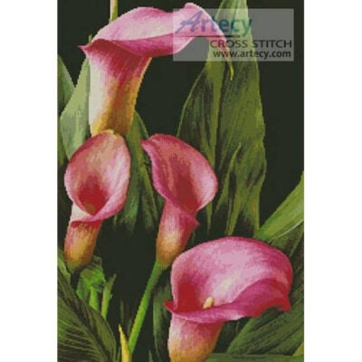 Pink Calla Lilies (John Anderson - Fotolia)