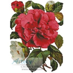 Pink Camellia
