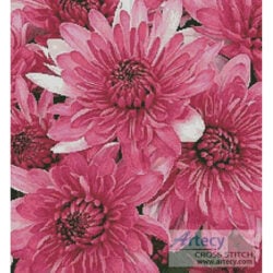 Pink Chrysanthemums (LadyofOz)