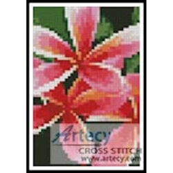 Pink Frangipani Card (OzPhoto)