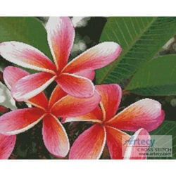 Pink Frangipanis (OzPhoto)