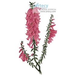 Pink Heath Flowers