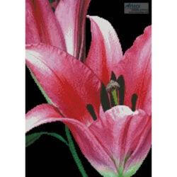 Pink Lily (Pauline Mills)