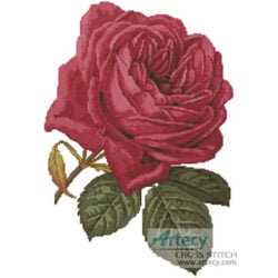 Pink Rose