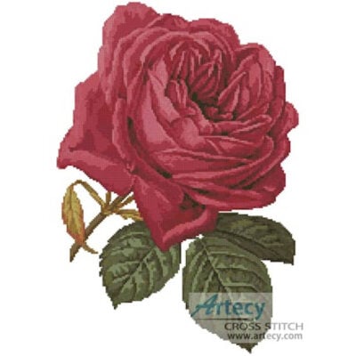 Pink Rose