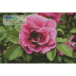 Pink Rose Photo (http://www.publicdomainpictures.net/)