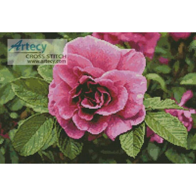 Pink Rose Photo (http://www.publicdomainpictures.net/)