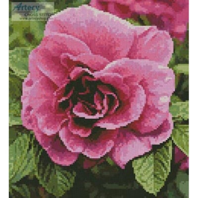 Pink Rose Photo (Crop) (http://www.publicdomainpictures.net/)