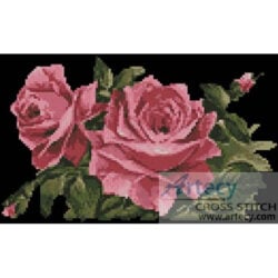 Pink Roses 1