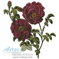 Pink Roses