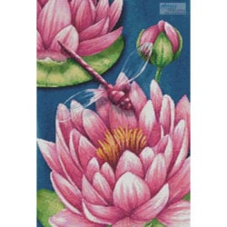 Pink Waterlilies (Sheri Hart)