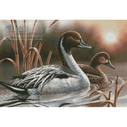 Pintails (Thomas Wood)